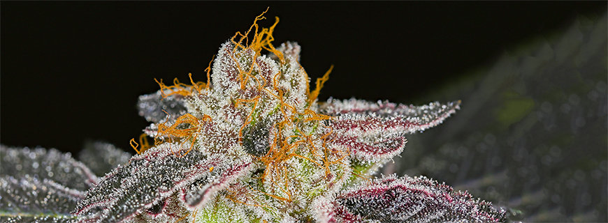 Bluniverse | Indica-Sativa-Hybrid 