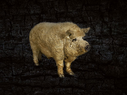 Blondes Mangalitza-Schwein Blondes Mangalitza-Schwein Ungarn