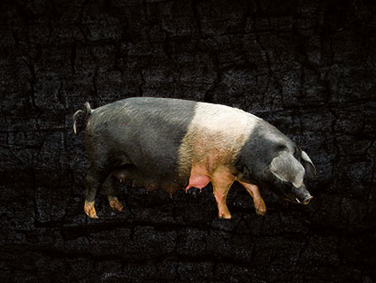 Sattelschwein Sattelschwein Schleswig-Holstein