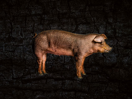 Duroc USA Duroc USA
