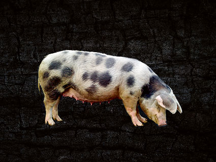 Buntes Bentheimer Niedersachsen Buntes Bentheimer Niedersachsen