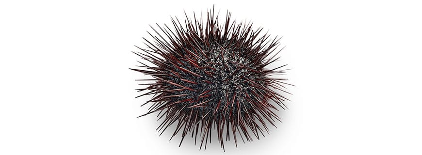 Seeigel