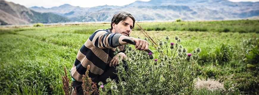 Virgilio Martínez am Feld: Mit dem Messer und offenem Auge ist der Koch, der an der Spitze der lateinamerikanischen 50-Best-Restaurants-Liste steht, in seiner Heimat unterwegs.