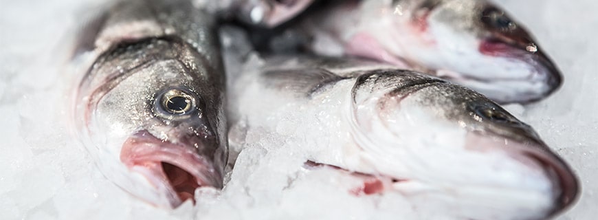 Fisch auf Eis