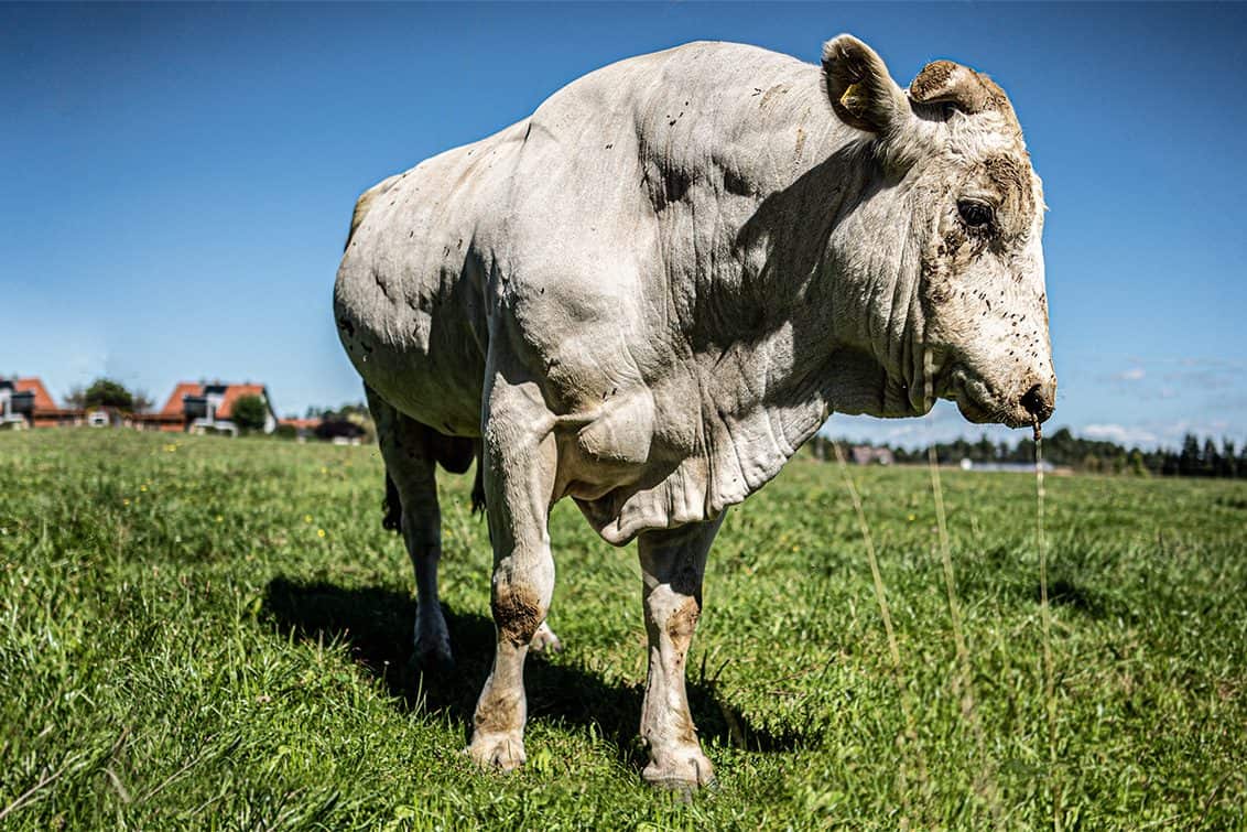 RP242-pip-chianina-aufmacher-1132x755
