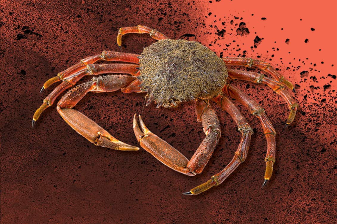 RP243-fb-crabs-12