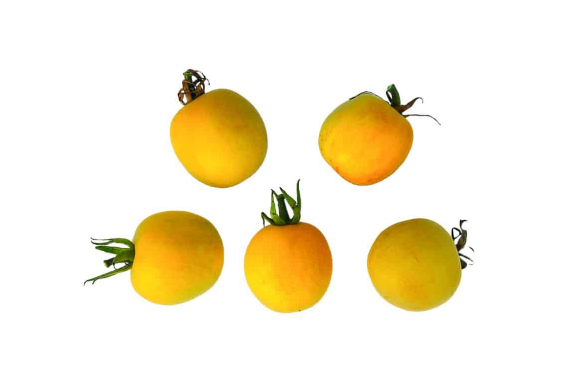 Stekovics
