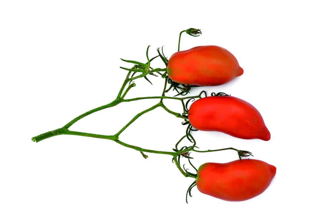 Stekovics