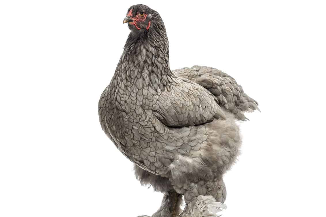 Hybridhühner