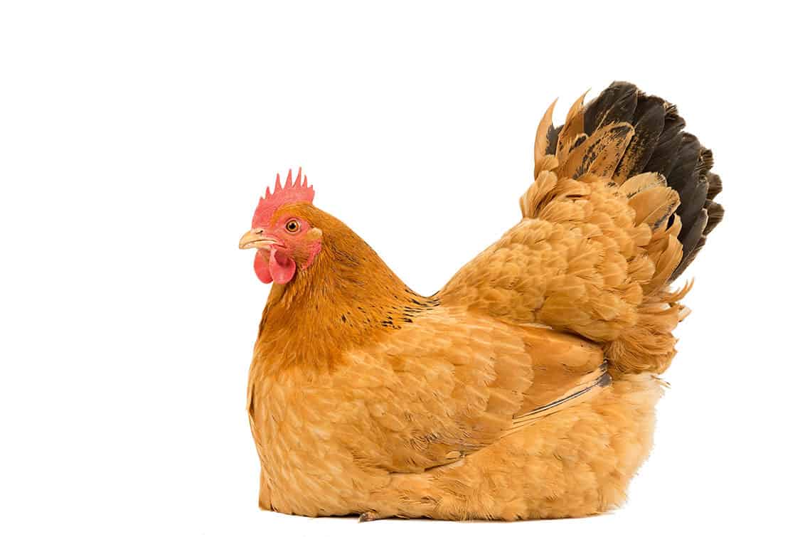 Hybridhühner
