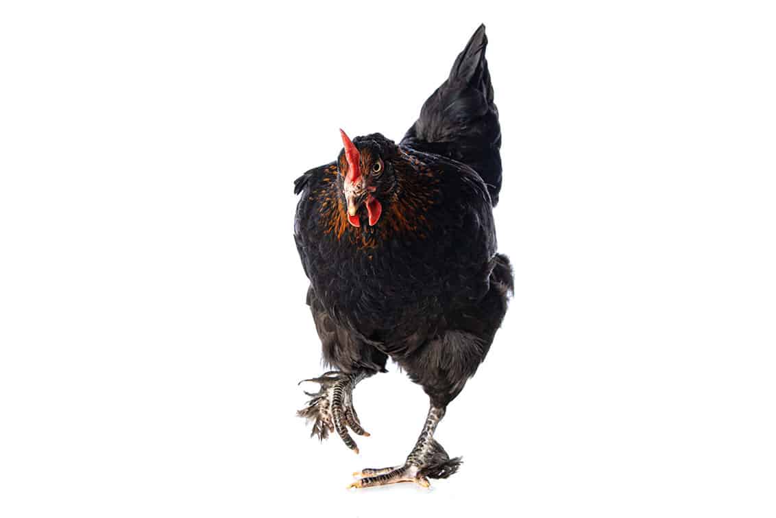 Hybridhühner