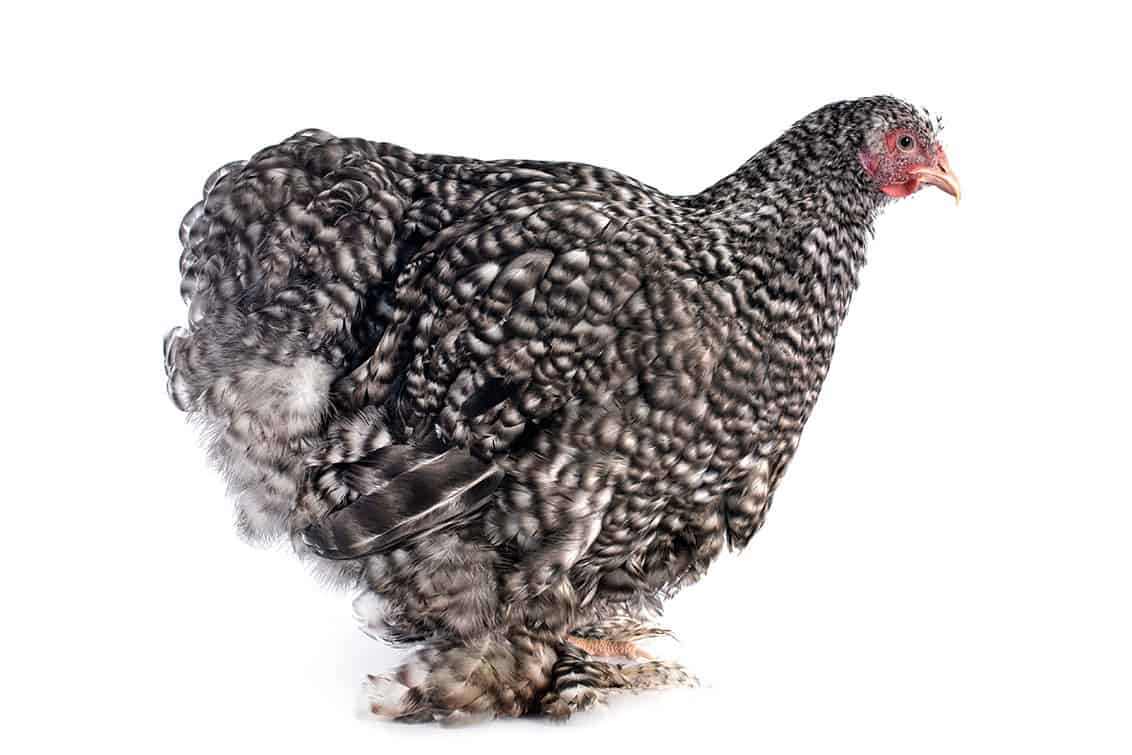 Hybridhühner