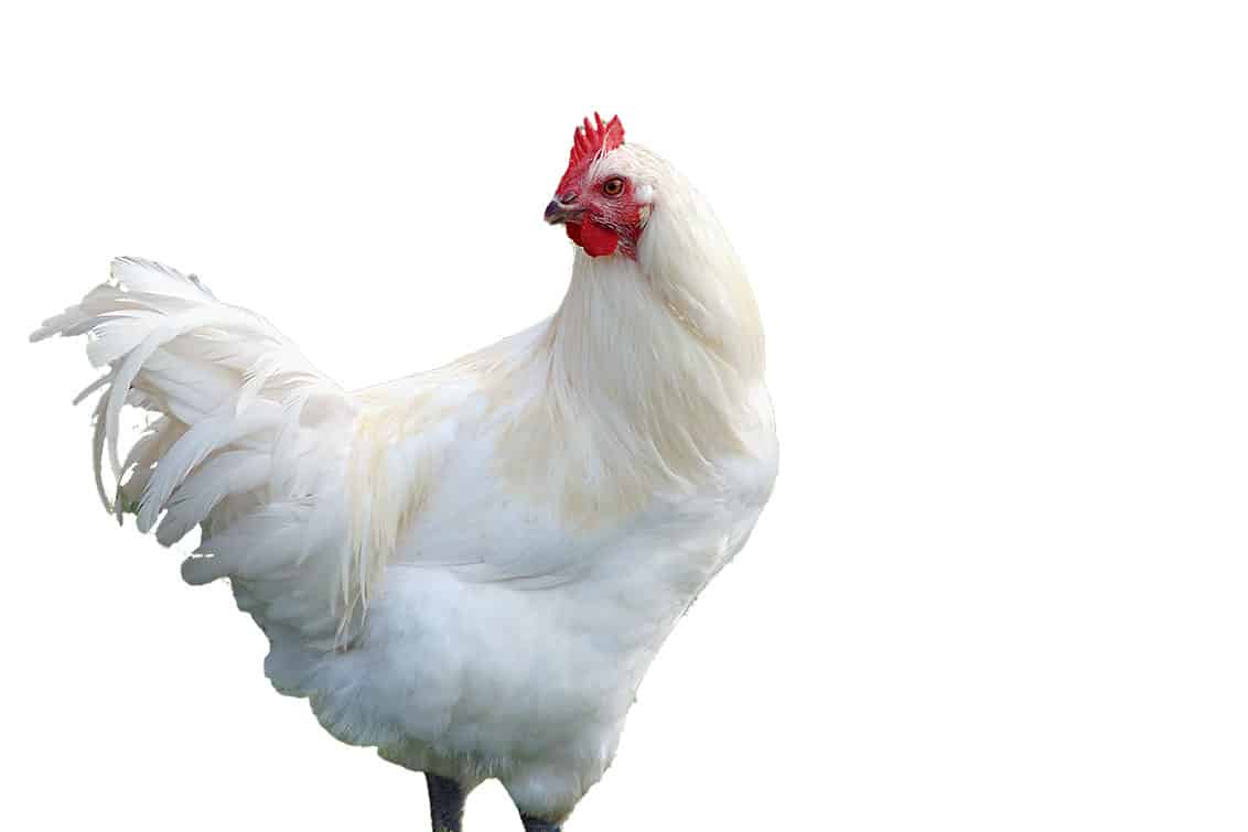 Hybridhühner