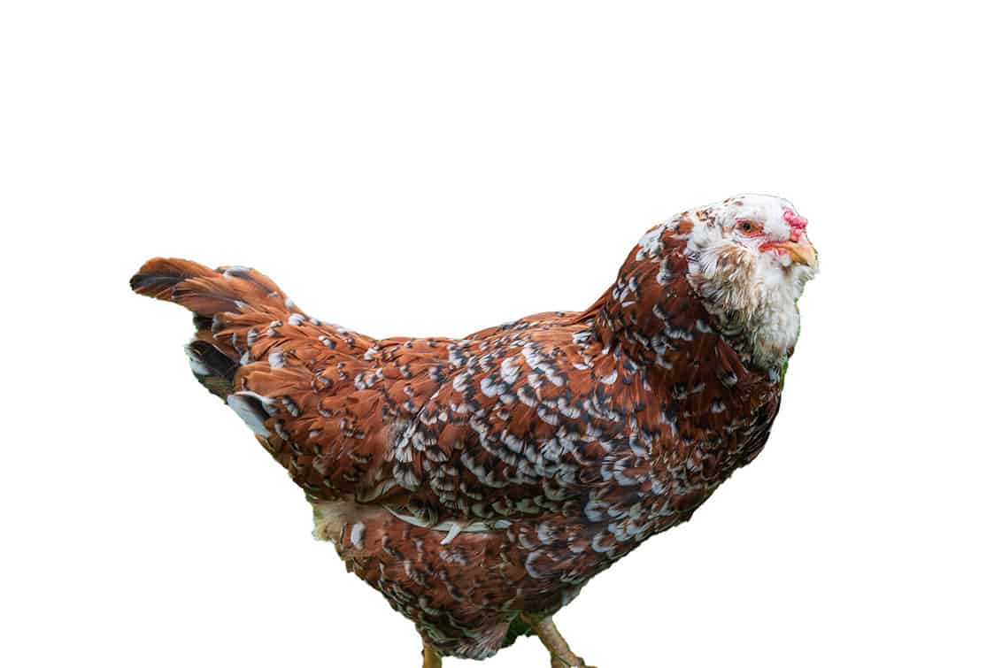 Hybridhühner