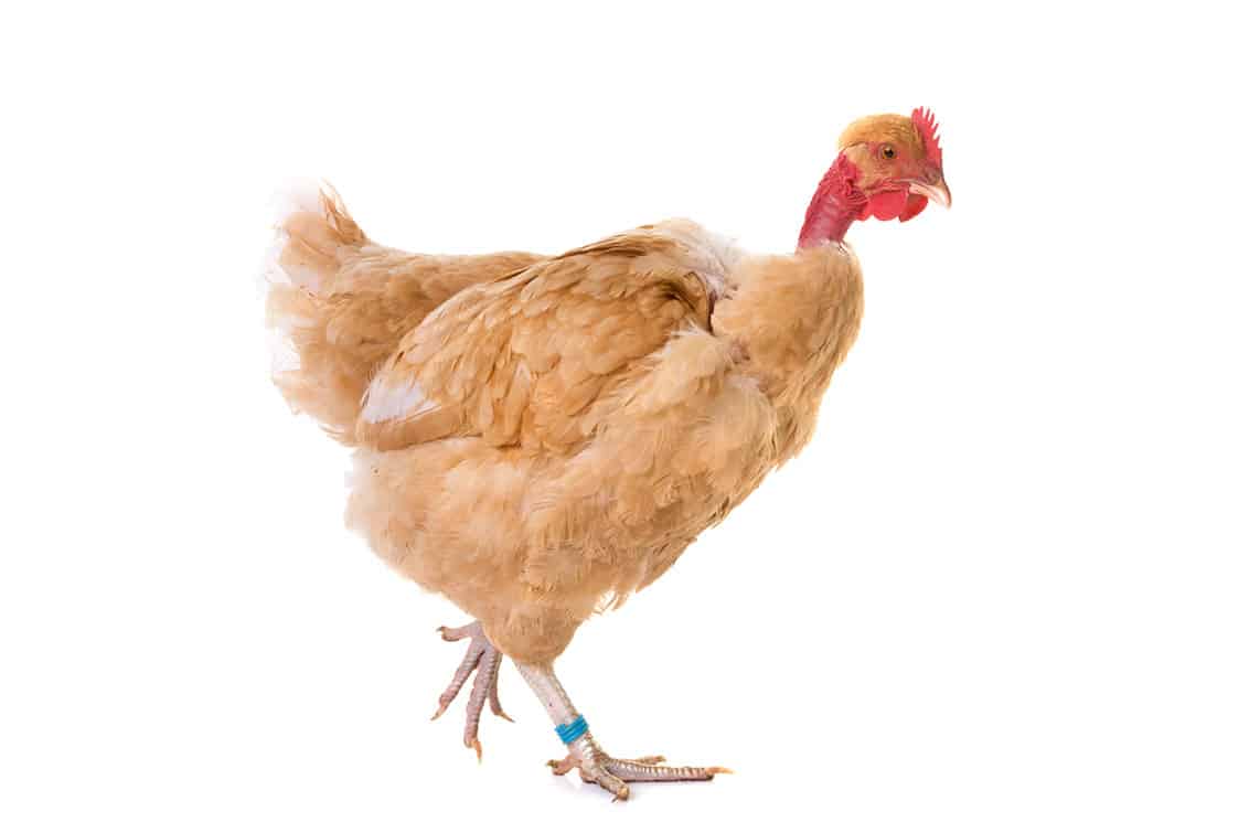Hybridhühner