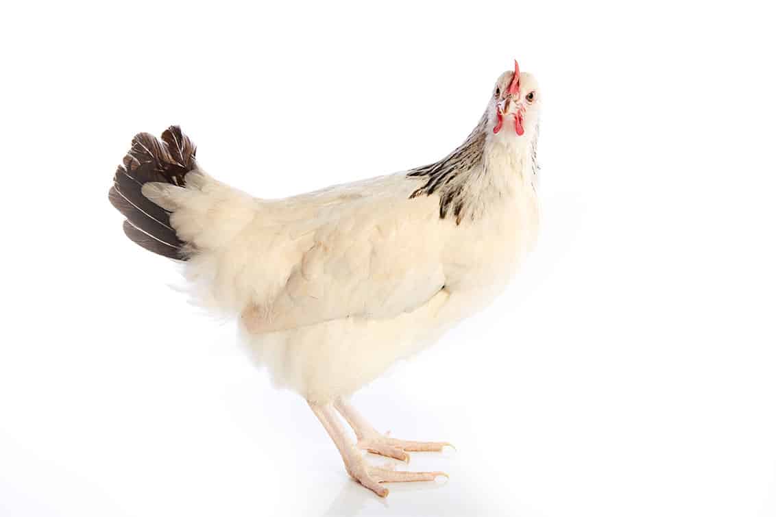 Hybridhühner
