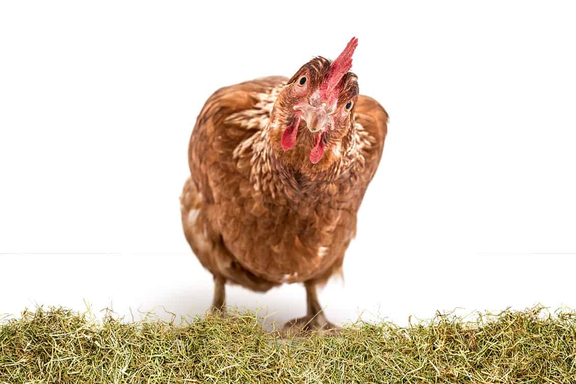 Hybridhühner
