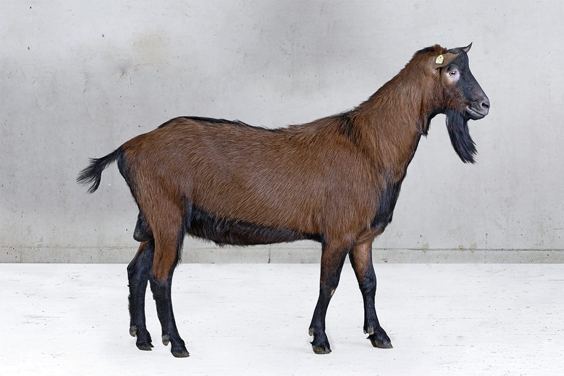 Ziegenkitz