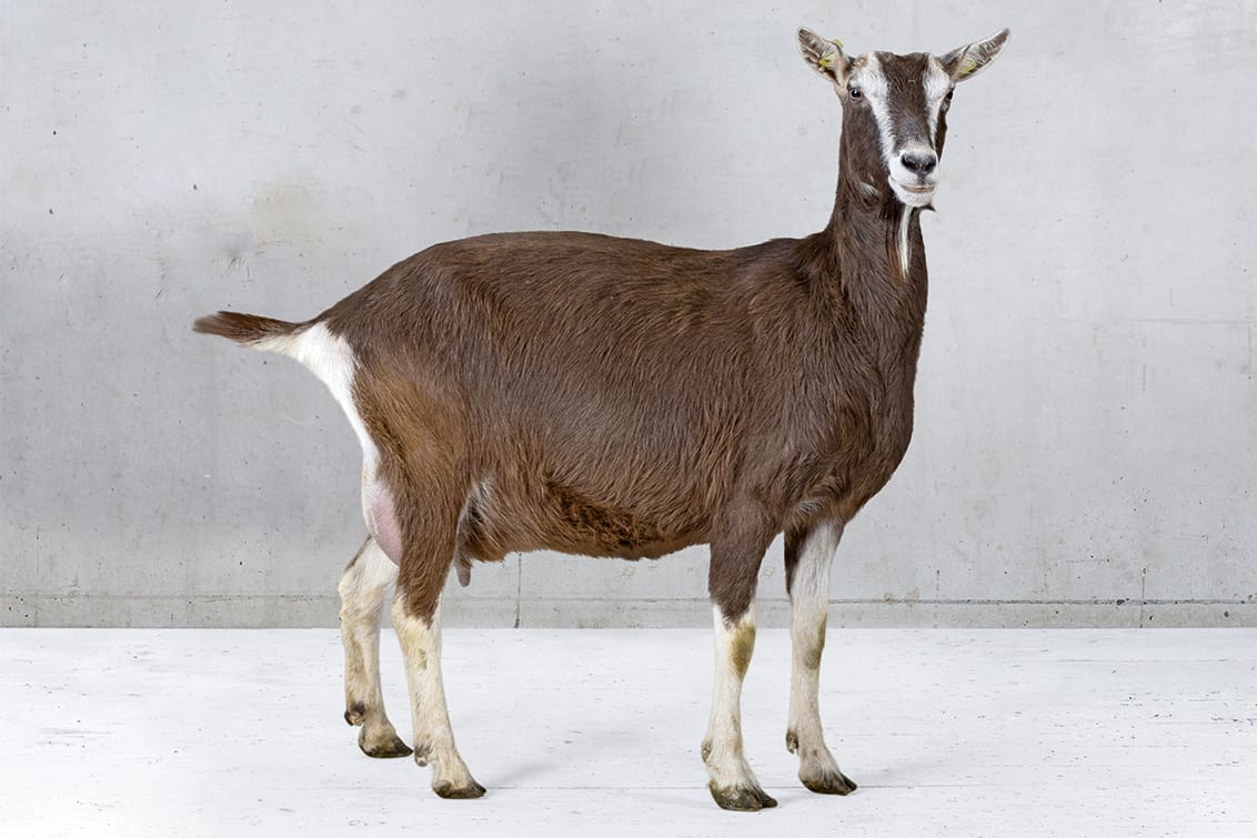 Ziegenkitz
