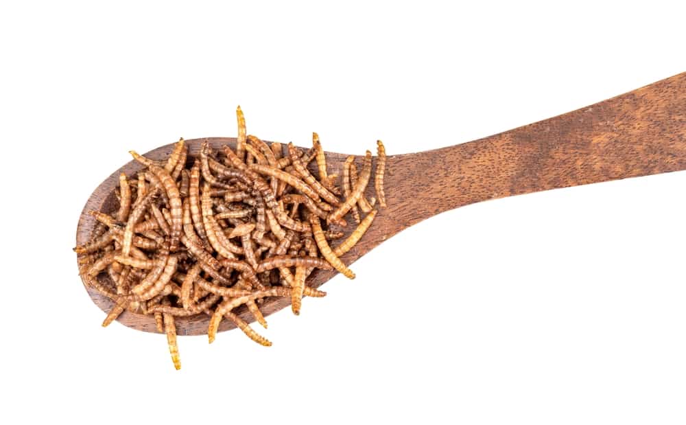 shutterstock_2171782359_insekten