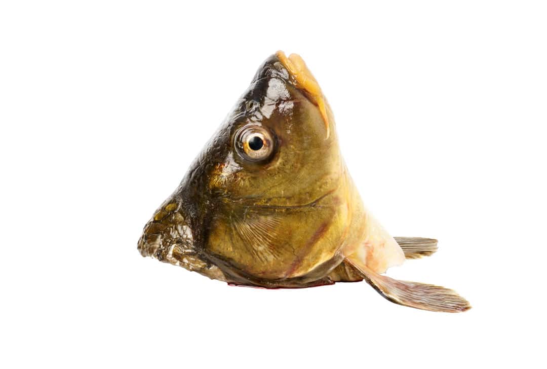 shutterstock_1951758157