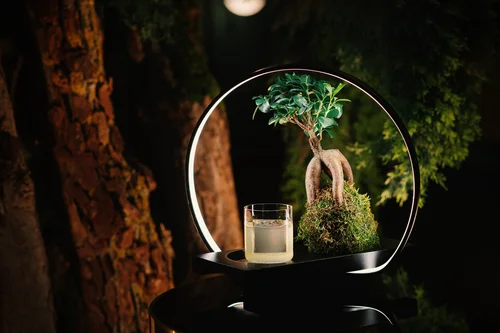 Lux-Bonsai-Drink