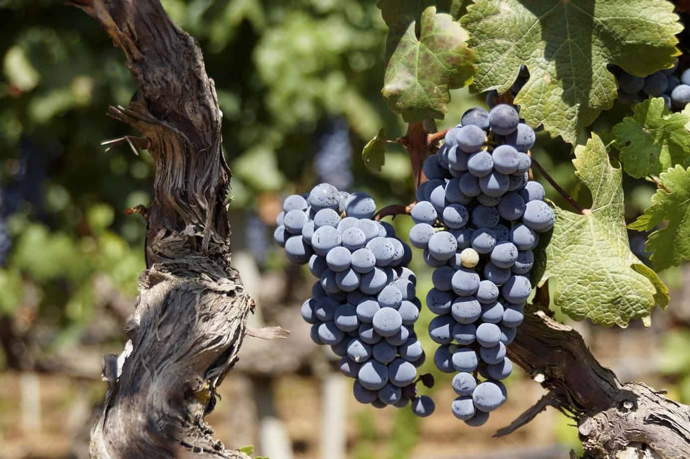 Vielseitige Möglichkeiten: Bio-Trauben liefern hohe Qualität für Wein und Alternativen | Foto: pixabay