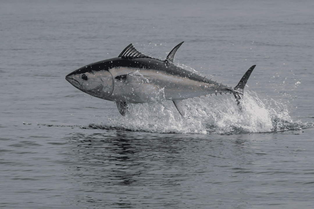 Thunfisch springt aus Meer