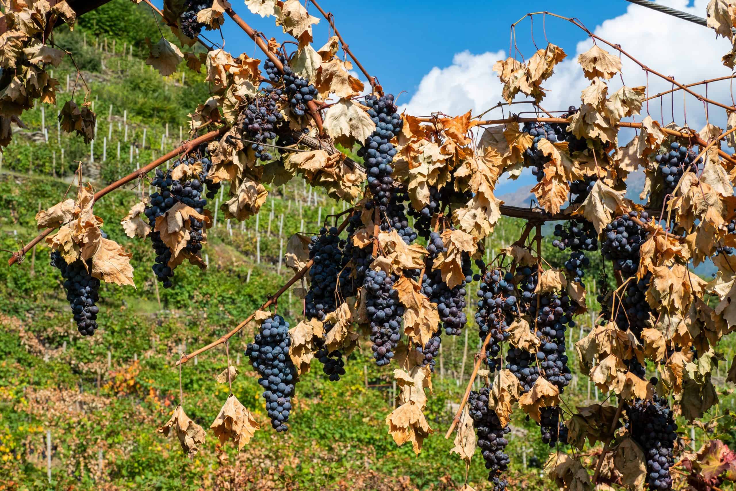 Weintrauben-Wein-Klimawandel-scaled