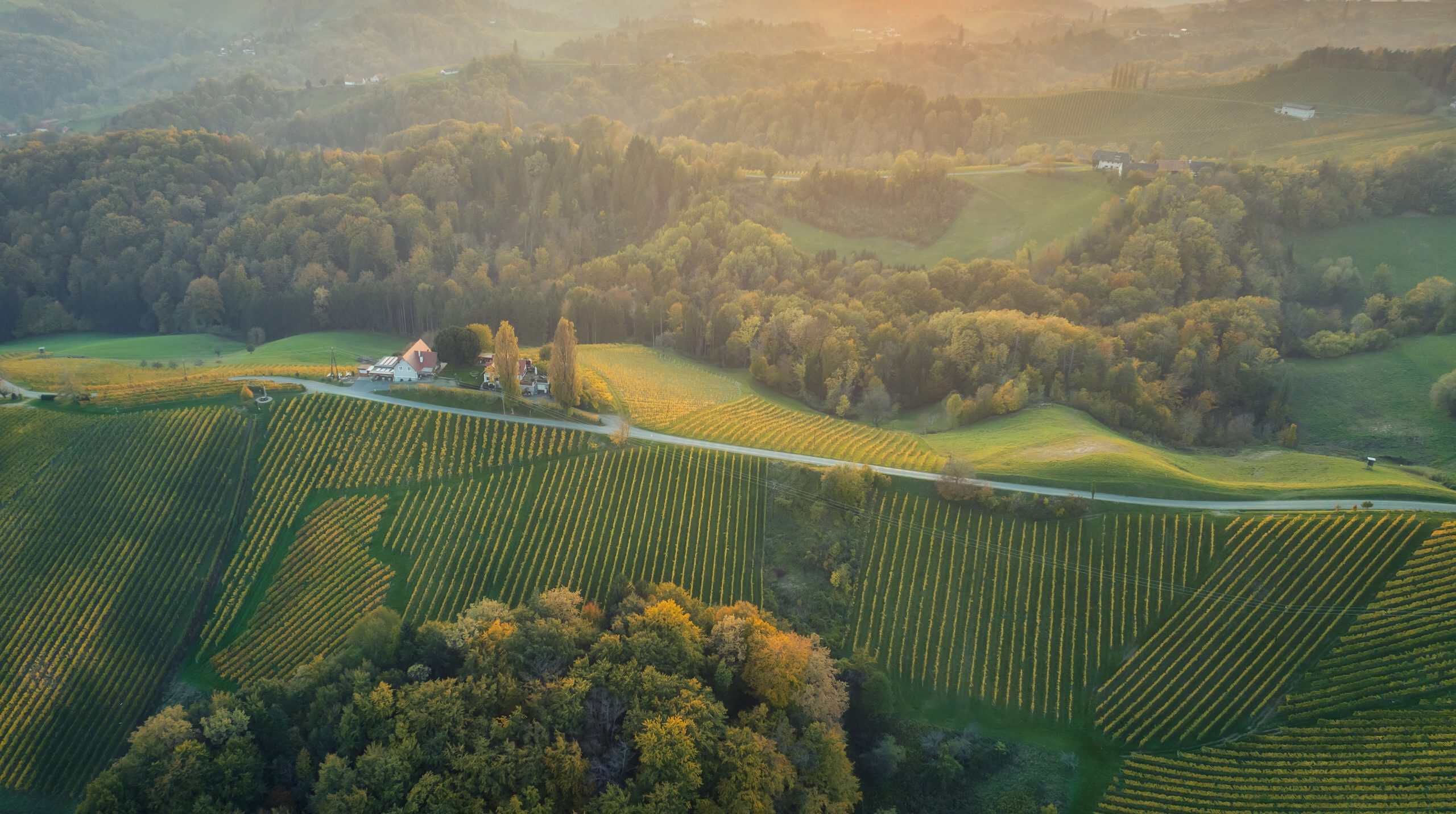 Weinberge in Österreich im Herbst – Symbolbild zur Entscheidung des VfGH über das Nationale Weinkomitee.